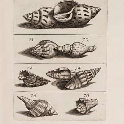 Ricreazione dell'occhio e della mente nell'osservation' delle chiocciole, 1681, prima edizione