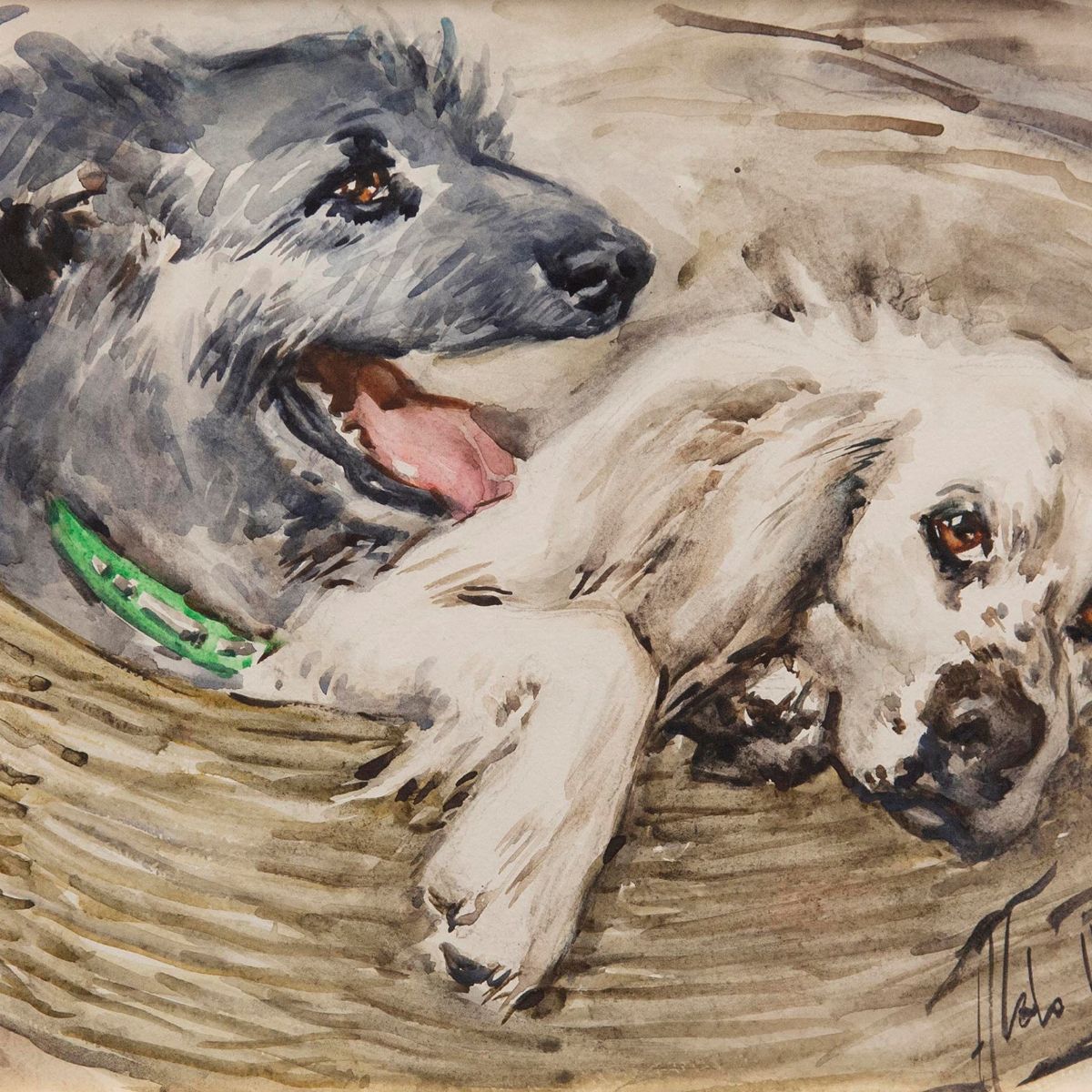 Aldo Raimondi - Cani e Gatti