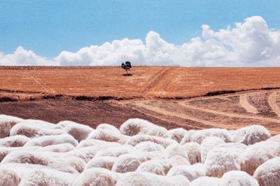 Sicilia, Nicosia - C-print, 2008