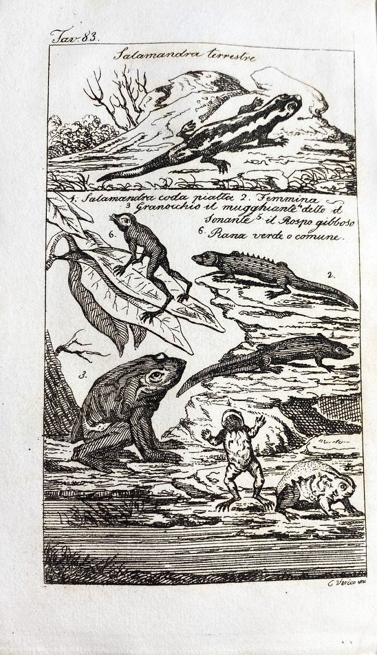 Storia Naturale di Buffon Nuovamente Ordinata e Continuata