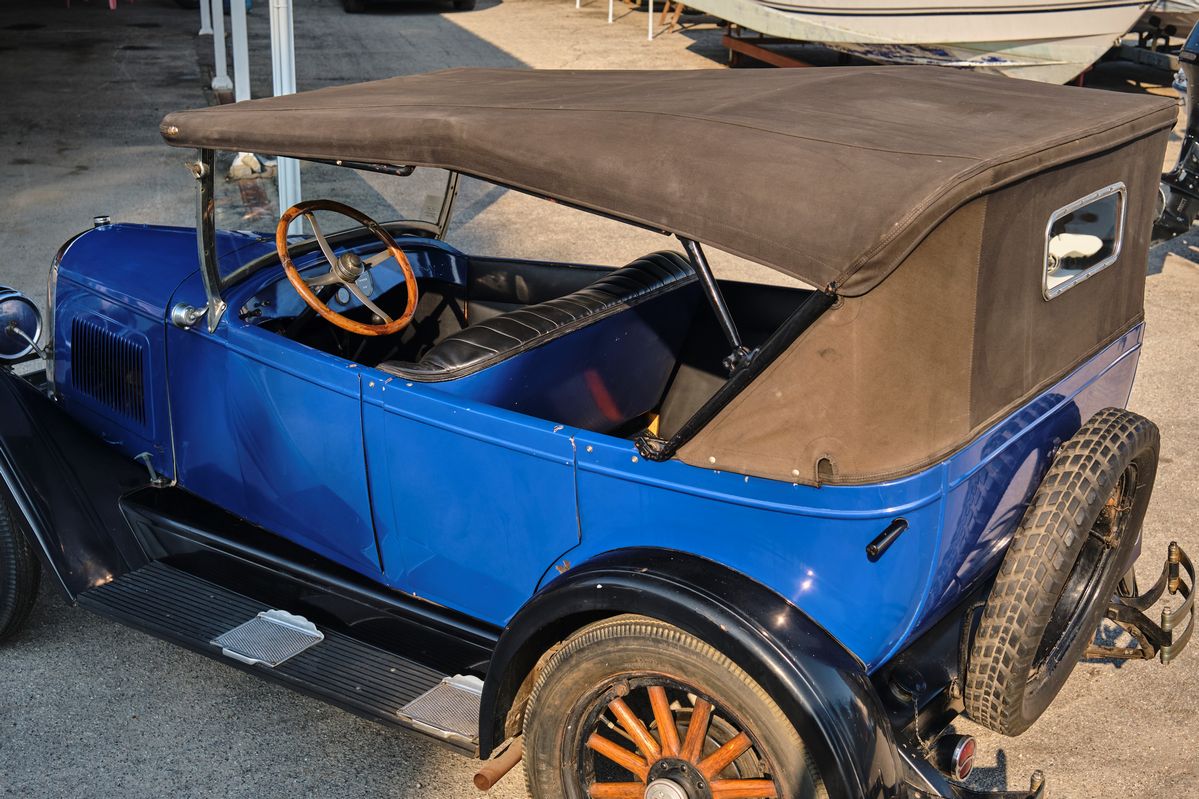 Whippet - Phaeton