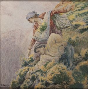 Cascella Basilio - Collectors of medicinal herbs