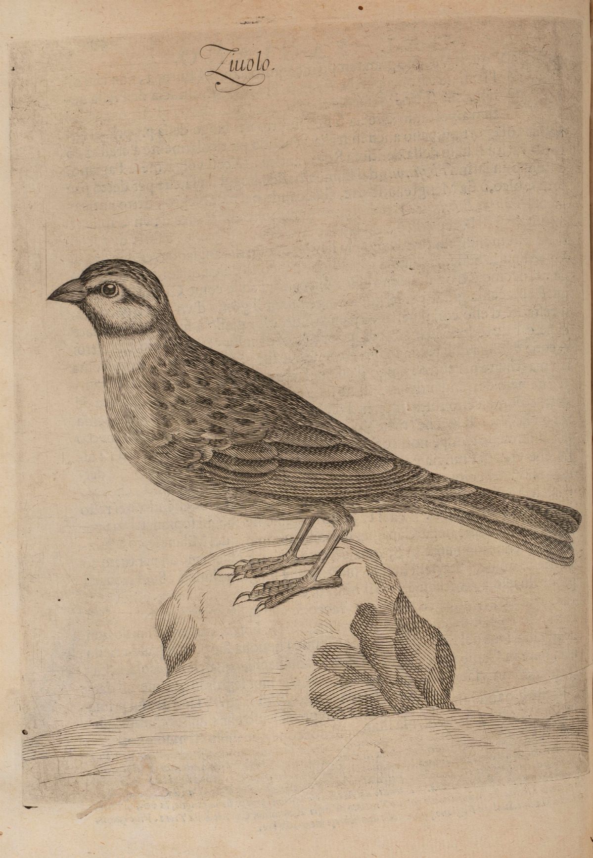 Giovan Pietro Olina - Uccelliera Overo Discorso della Natura e Proprietà di Diversi Uccelli e in ...