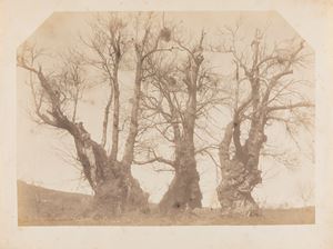 Senza titolo (Il castagno dei Cento Cavalli)