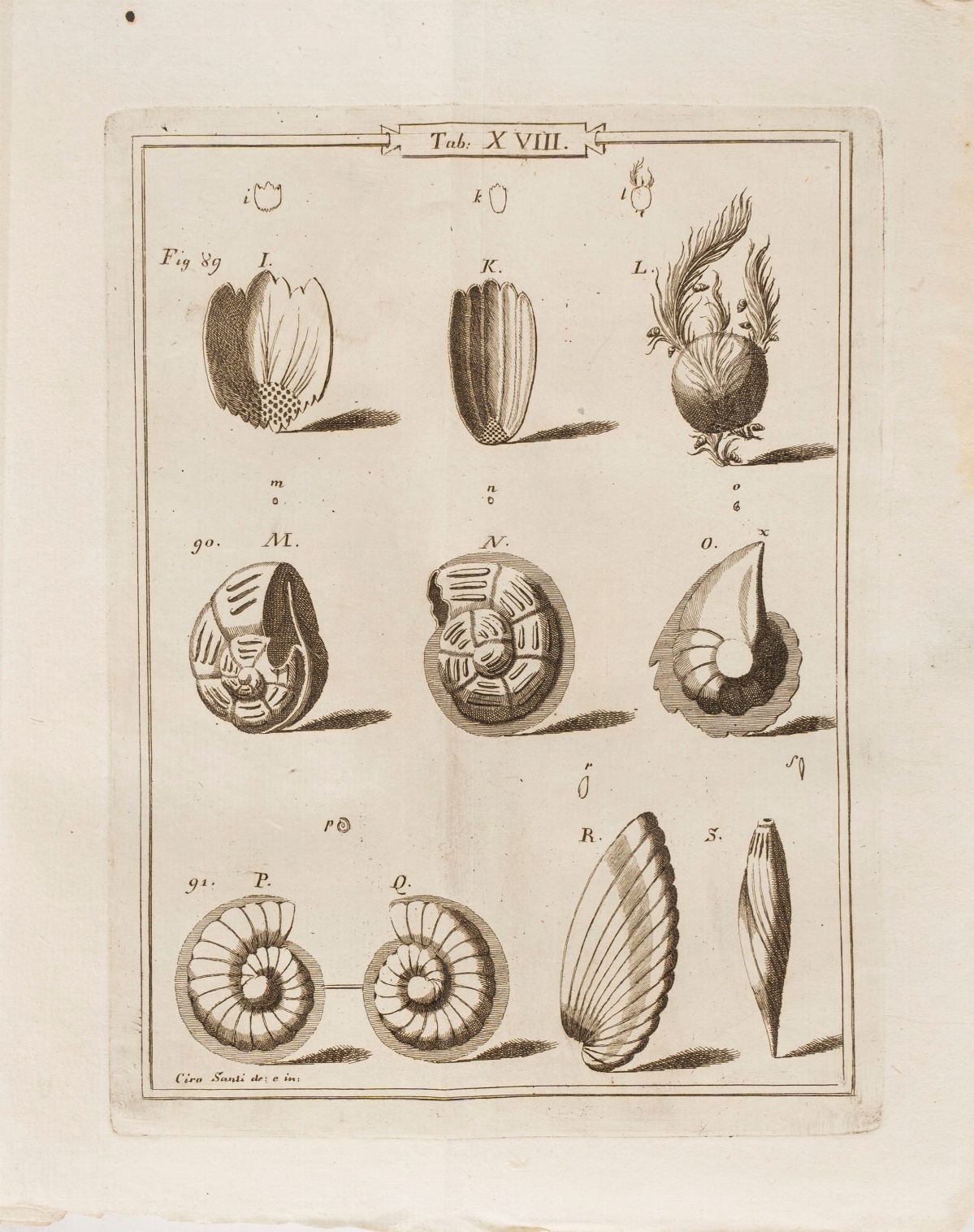 Ambrogio Soldani - Saggio Orittografico Ovvero Osservazioni Sopra le Terre Nautilitiche ed Ammoni...