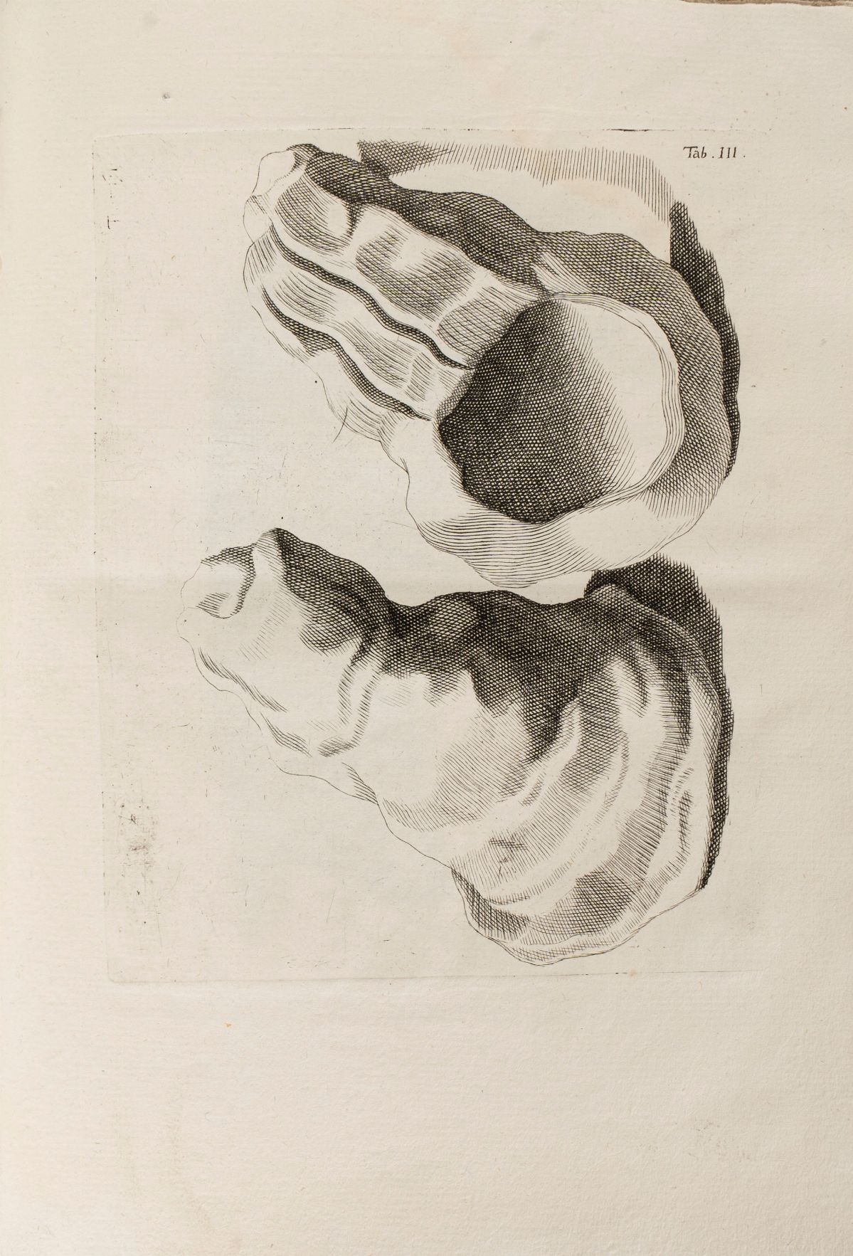 Spada Giovanni Giacomo - Corporum Lapidefactorum Agri Veronensis Catalogus Quae Apud Joan. Jacobu...