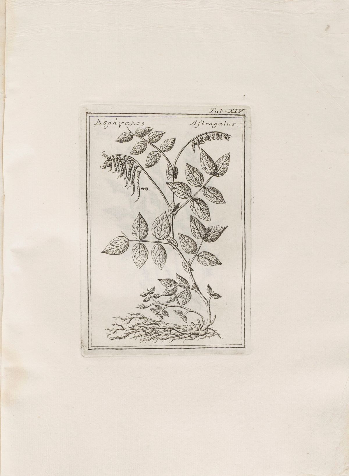 Fabio Colonna - Lyncei Phytobasanos Cui Accessit Vita Fabi Et Lynceorum Notitia Adnotationesque i...