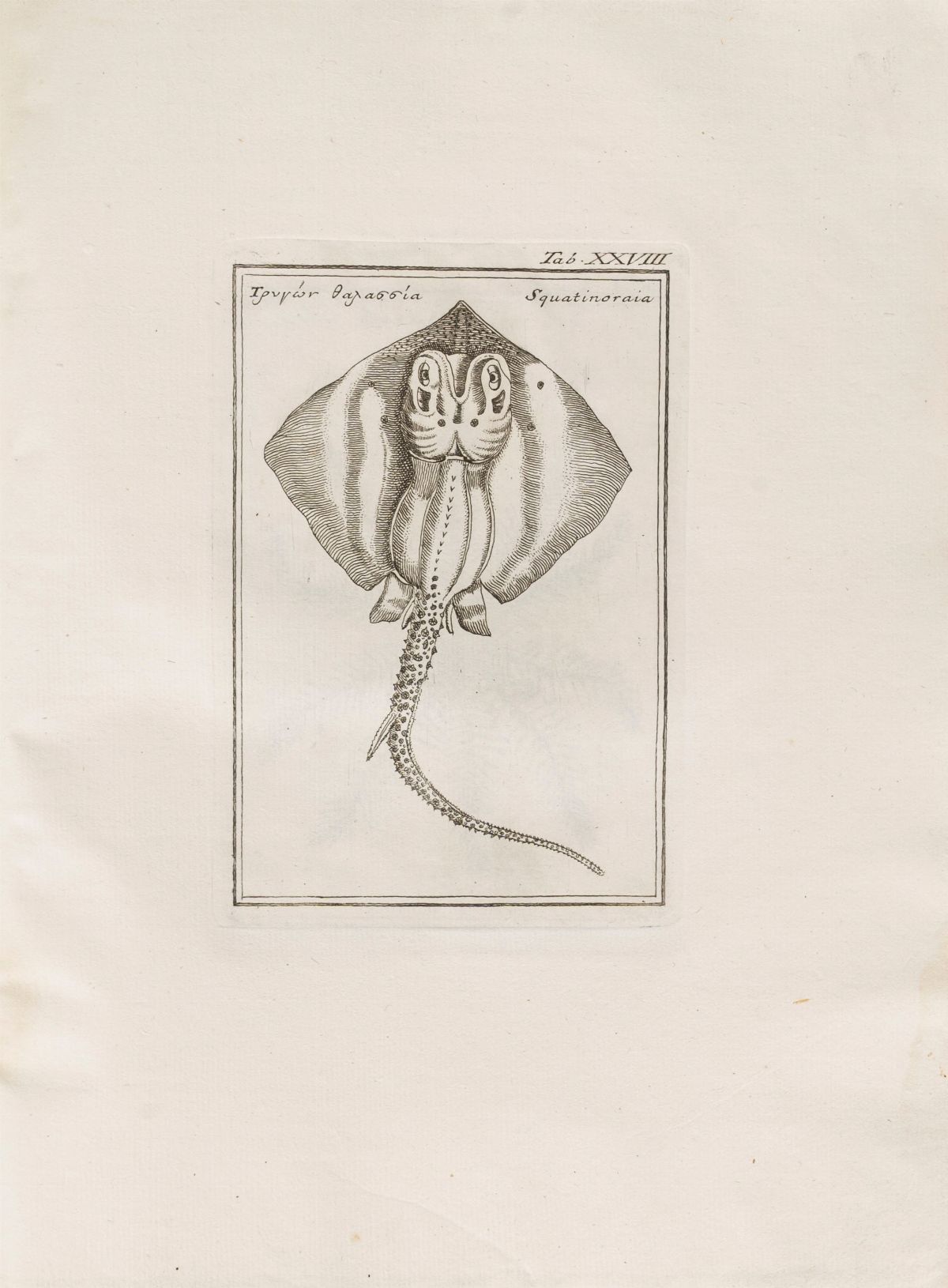 Fabio Colonna - Lyncei Phytobasanos Cui Accessit Vita Fabi Et Lynceorum Notitia Adnotationesque i...