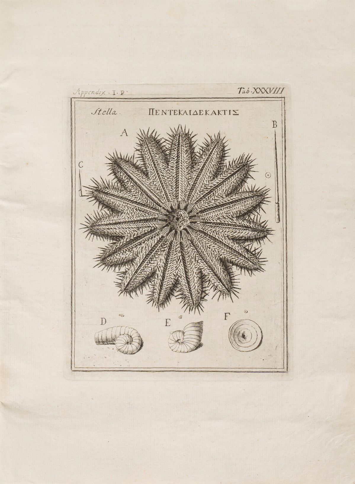 Fabio Colonna - Lyncei Phytobasanos Cui Accessit Vita Fabi Et Lynceorum Notitia Adnotationesque i...