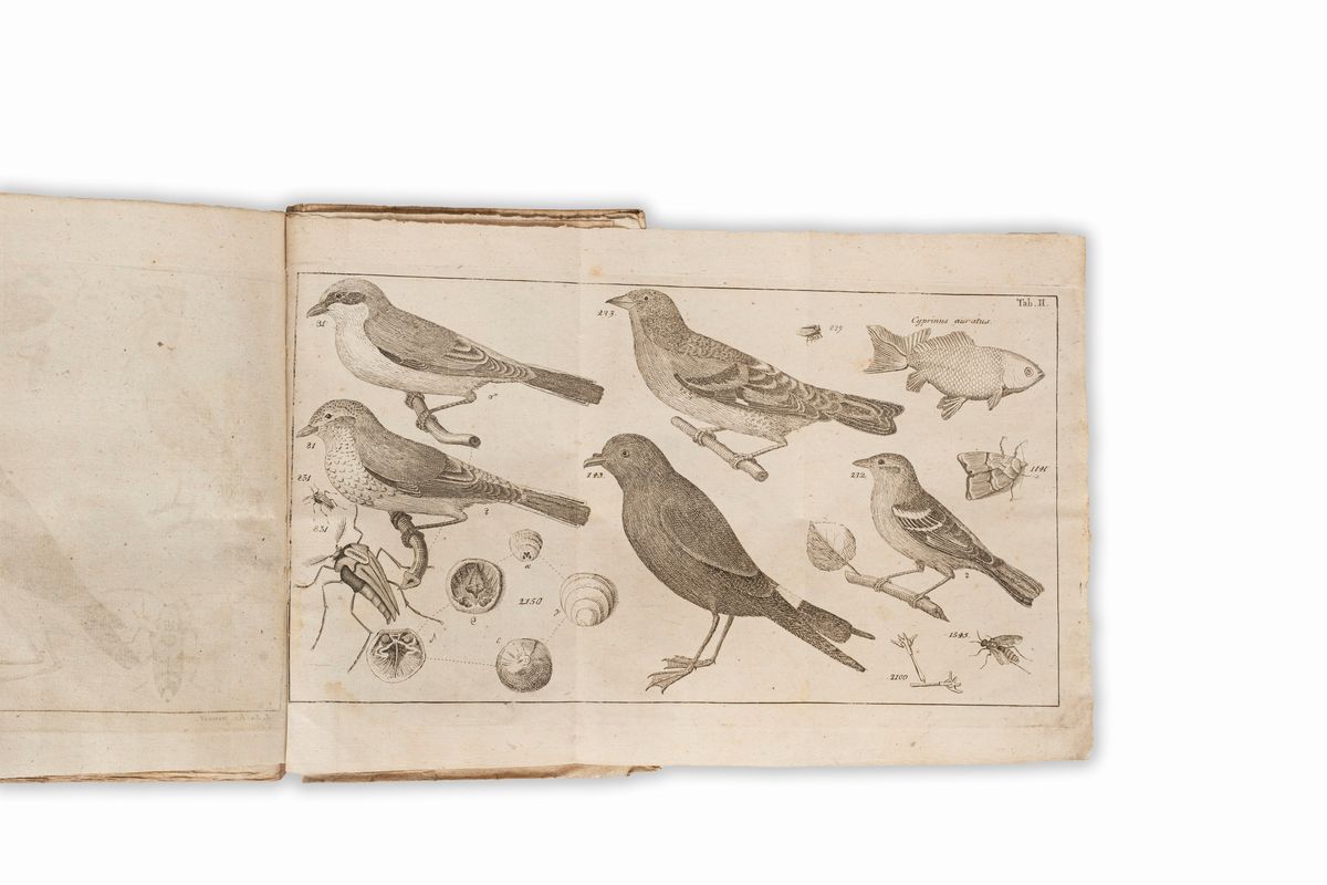 Carlo Linneo - Fauna Svecica Sistens Animalia Sveciae Regni: Mammalia, Aves, Amphibia, Pisces, In...