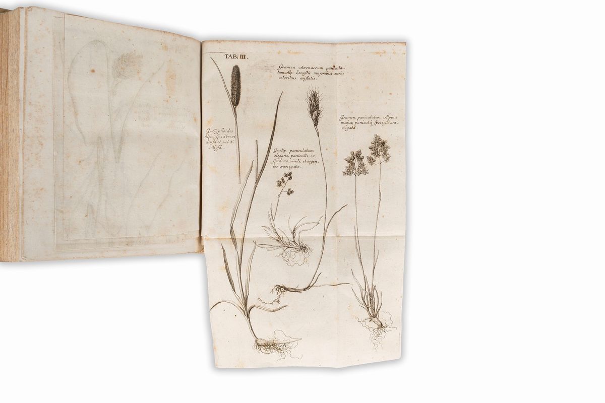 Johann Scheuchzer - Agrostographia Sive Graminum, Juncorum, Cyperorum, Cyperoidum, Iisque Affiniu...
