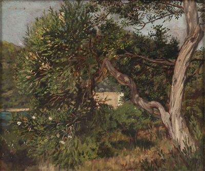 Ischia, l'albero di mirto, olio su cartone