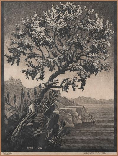 L'albero del Carrubo