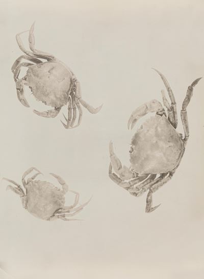 Carcini