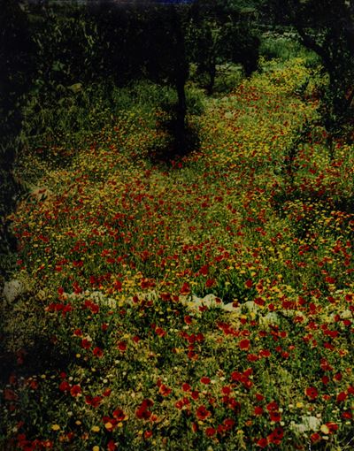 Prato Fiorito