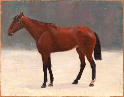 Cavallo Baio