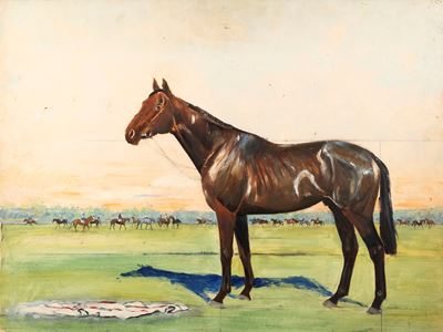 Cavallo Baio in un Ippodromo