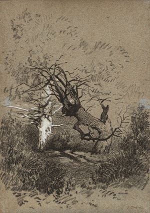 Pasini Alberto - Forest