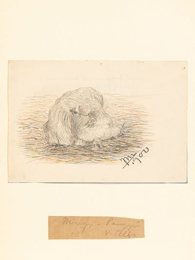 Vitello - matite colorate su carta, 1900