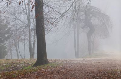 Senza Titolo, dalla Serie "the Fog"