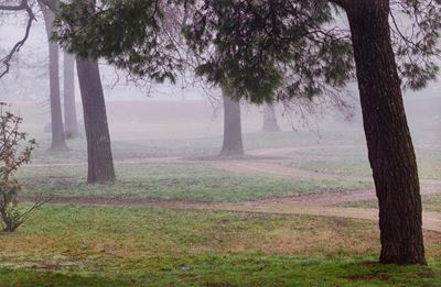 Senza Titolo, dalla Serie "the Fog"