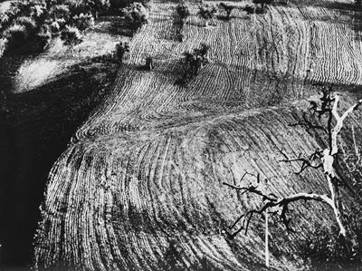 Presa di coscienza sulla natura, stampa vintage alla gelatina ai sali d'argento