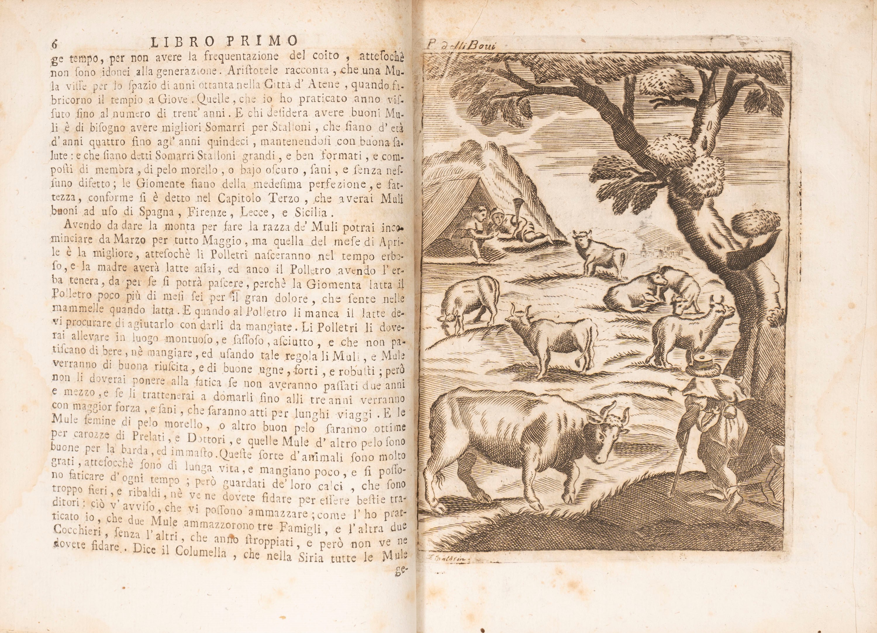 Giovanni Battista Trutta - Novello Giardino della prattica ed esperienza. Divisa in tre libri, qu...