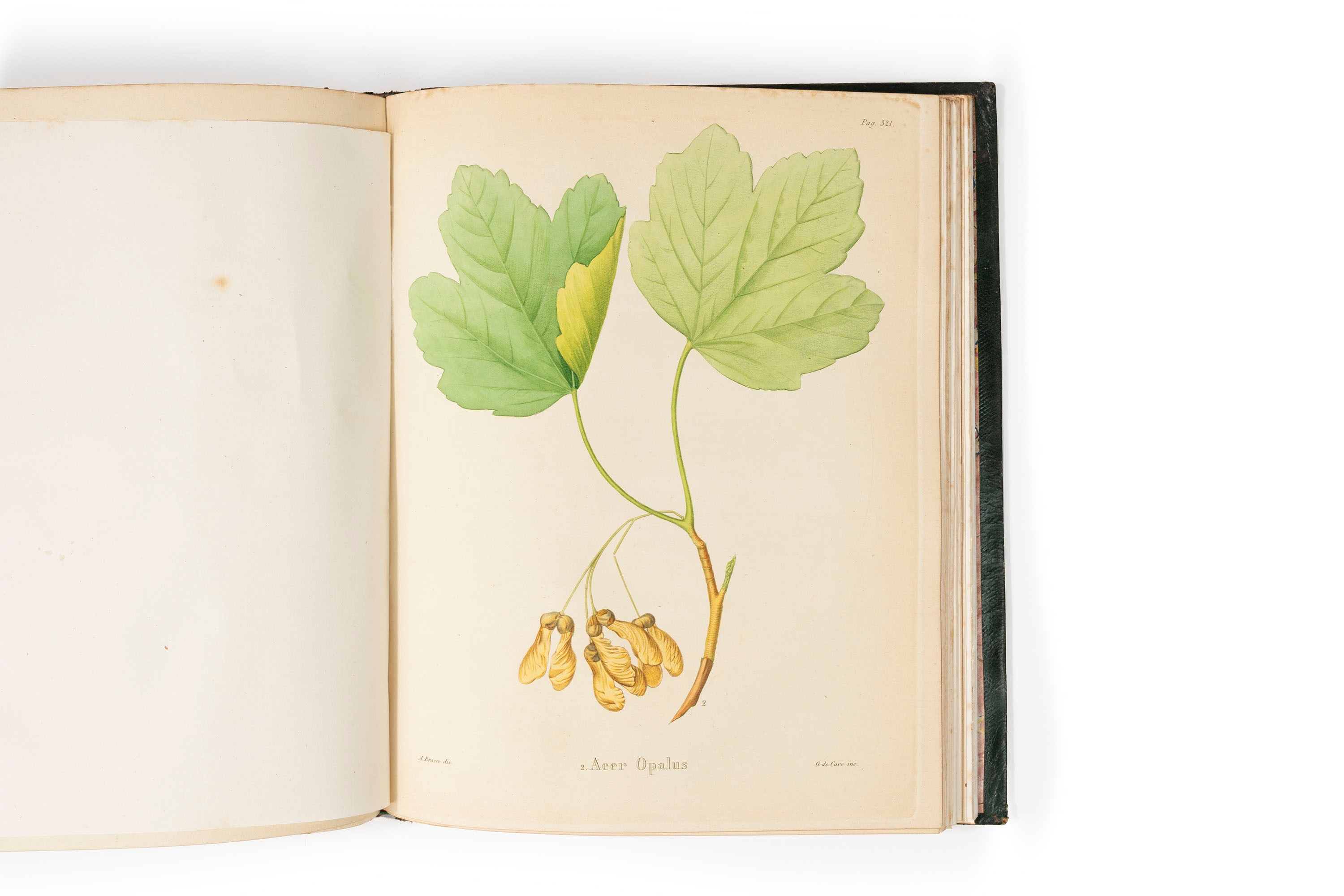 Atti del Reale Istituto d'incoraggiamento alle scienze naturali di Napoli, 1847, con 12 tavole in...