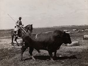 Toros en el campo, Sevilla