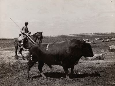 Toros En El Campo, Sevilla
