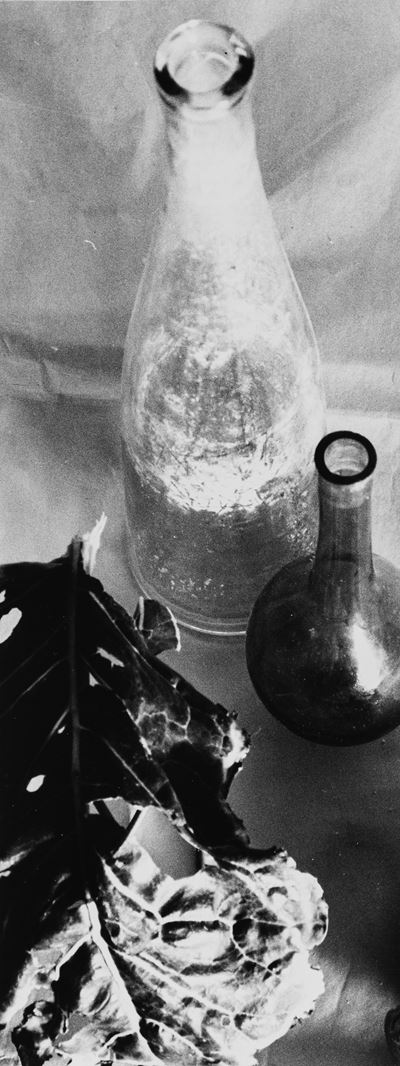 Natura morta con foglia, stampa vintage alla gelatina ai sali d'argento
