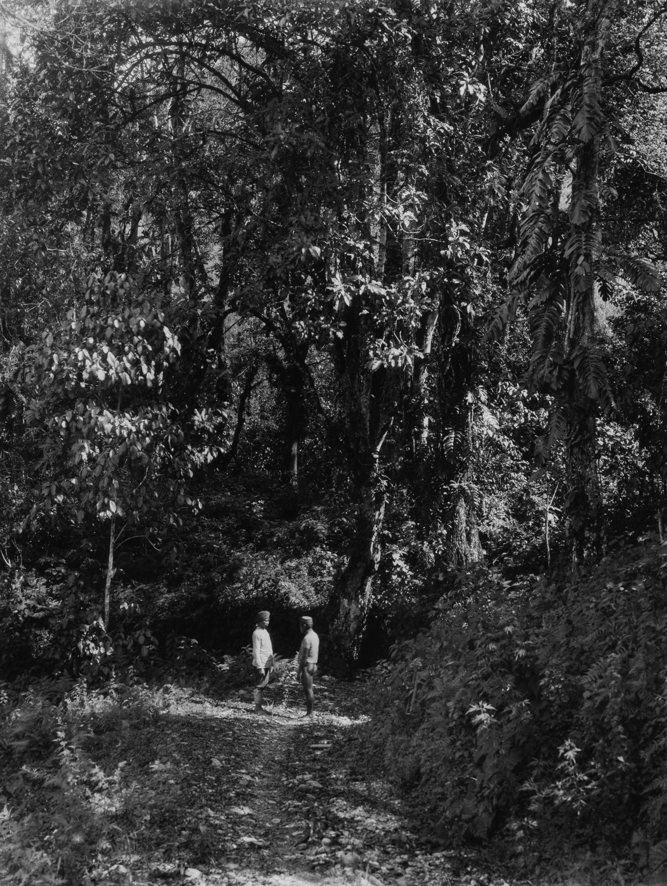Vittorio Sella - Sikkim I - Nove stampe alla gelatina ai sali d'argento, 1899