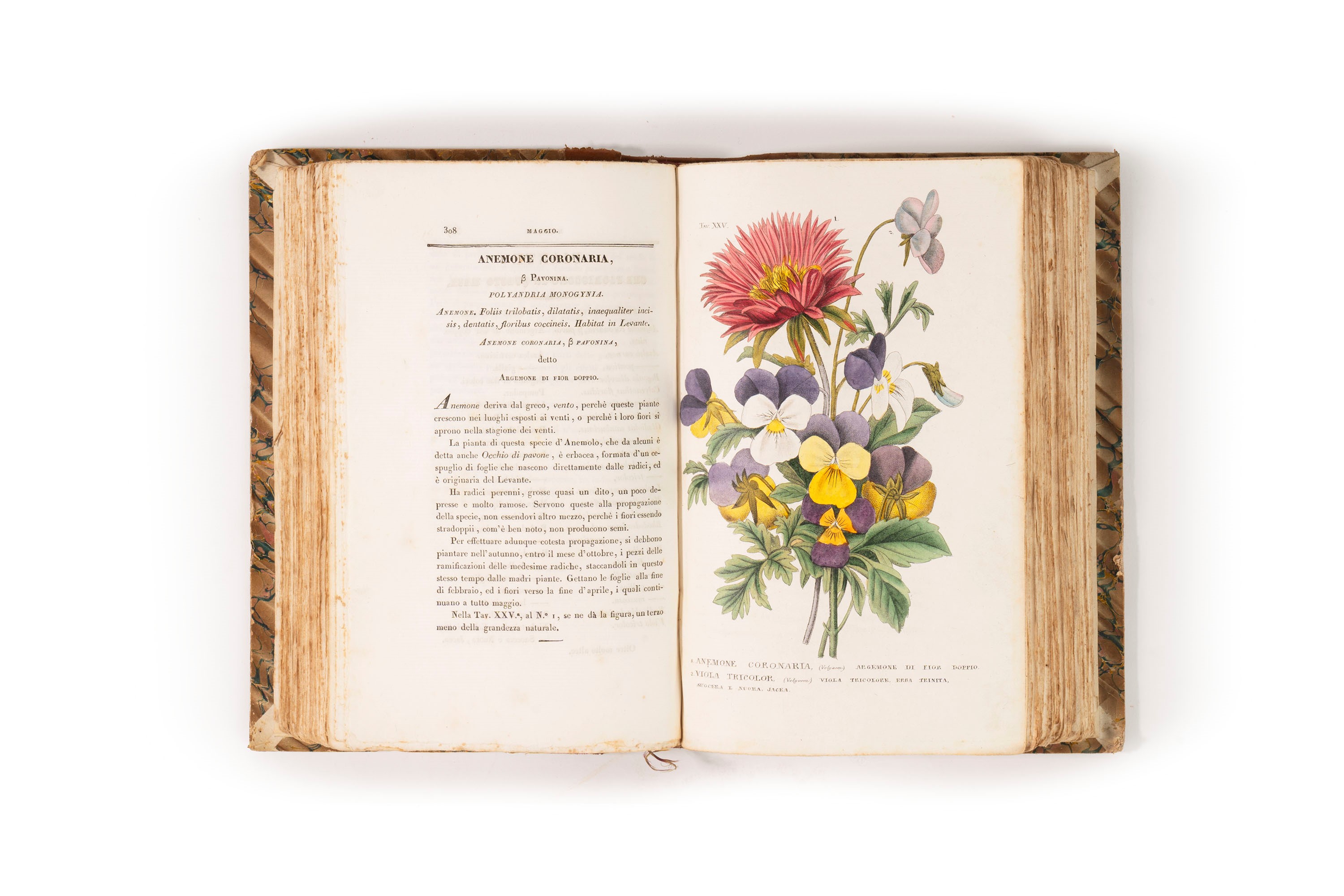 L'Antotrofia ossia la coltivazione de' Fiori