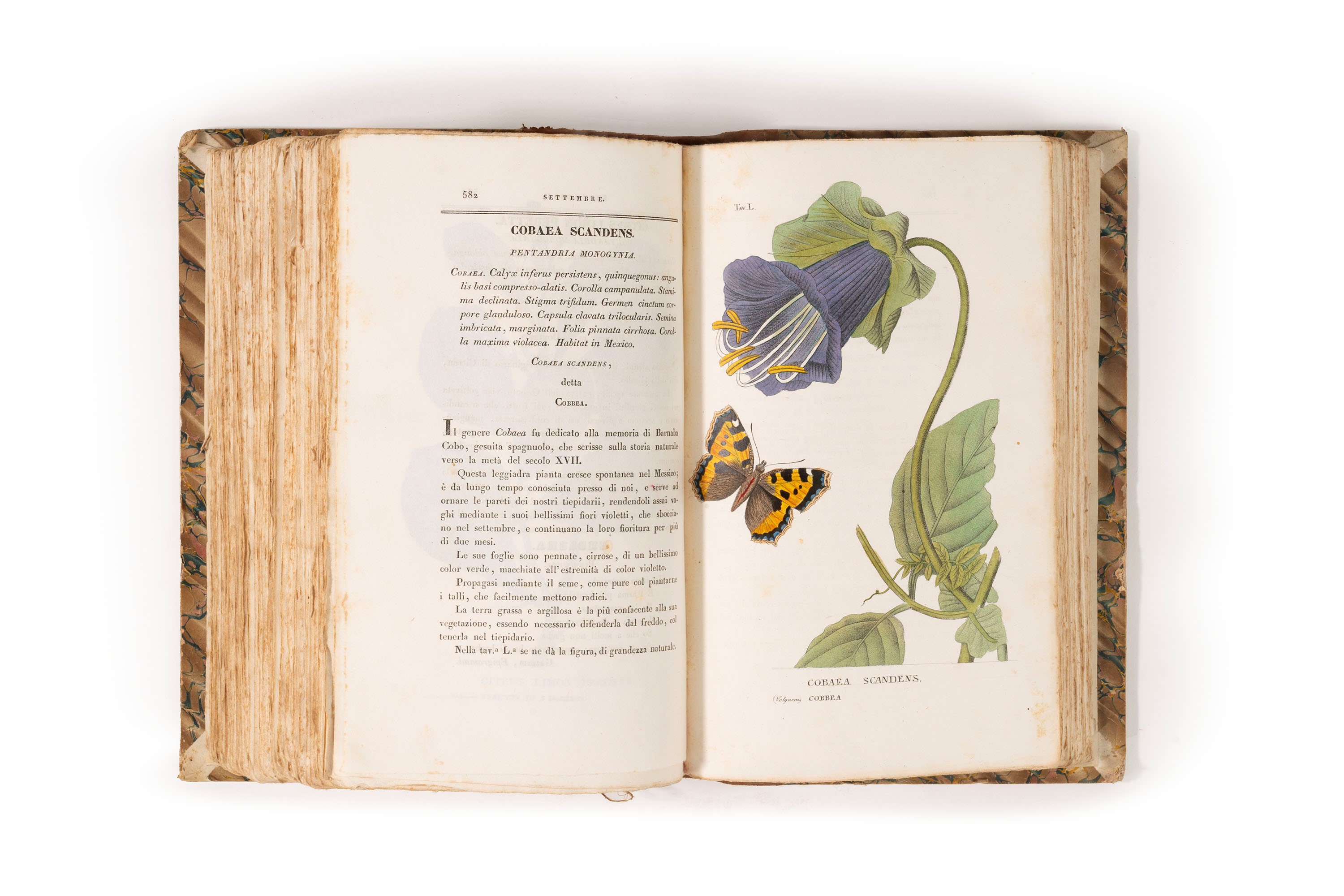L'Antotrofia ossia la coltivazione de' Fiori