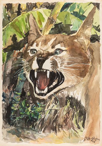 Lince