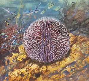 Sea urchin
