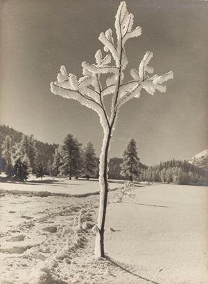Winterschönheit