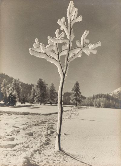 Winterschönheit