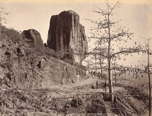 Eriodendron anfractuosum, White cotton tree