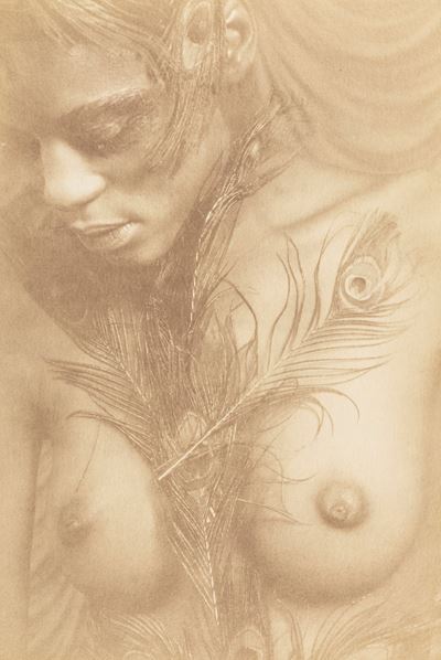 Senza Titolo (nudo e Piume)