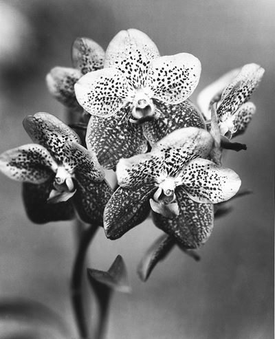 autore non identificato, Orchidea n. 2, Seychelles, stampa vintage alla gelatina ai sali d'argent...