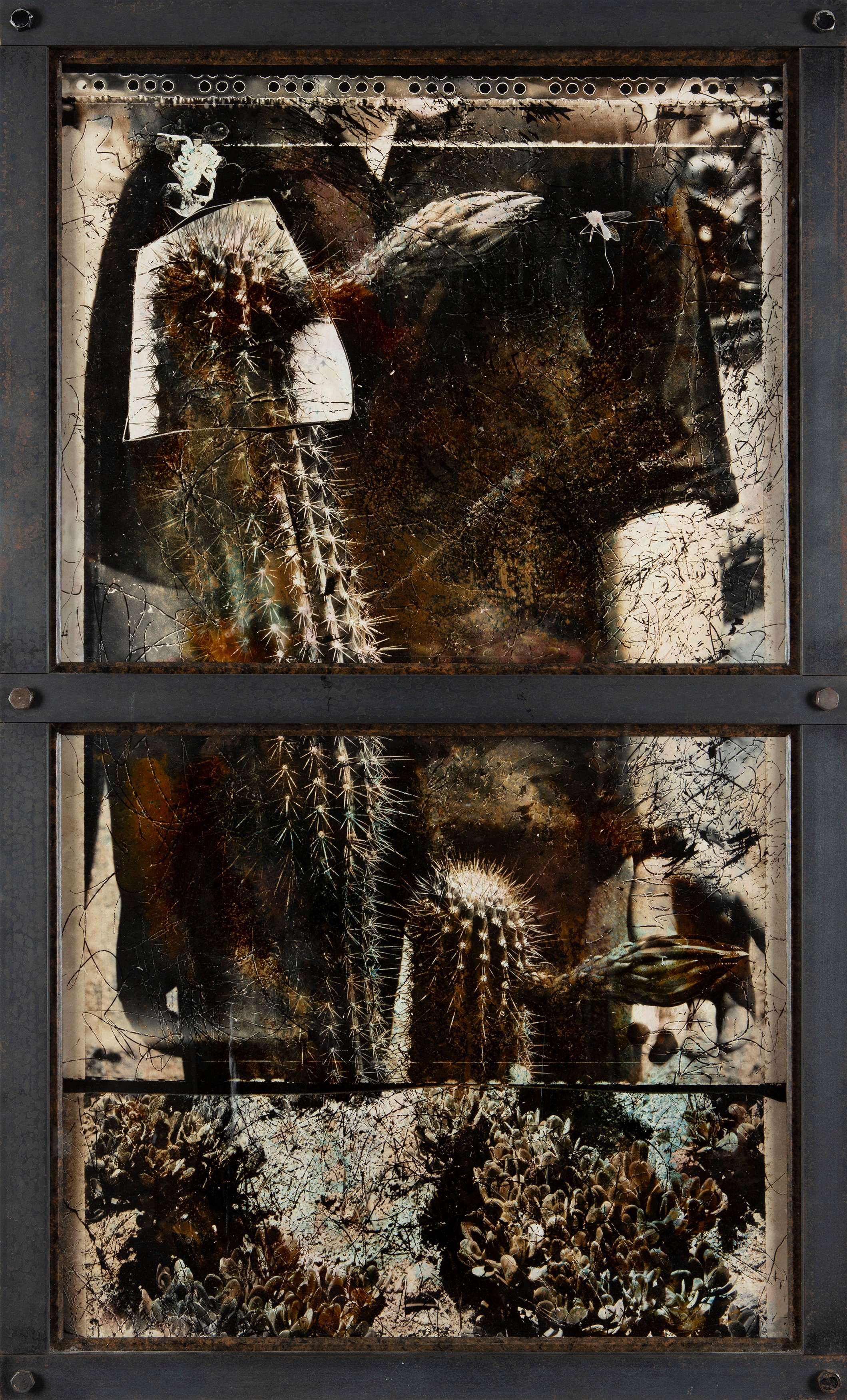 Joan Fontcuberta - Cactus, dalla serie 'Frottogram', due stampe vintage alla gelatina ai sali d'a...