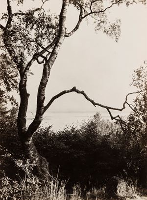 Birch Tree in Park, Germany
