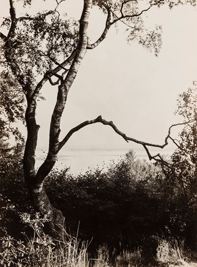 Birch Tree in Park, Germania, Stampa alla gelatina ai sali d'argento, 1928