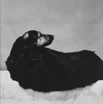 Muffin - Stampa alla gelatina ai sali d'argento, 1981, 40,6 x 50,8 cm