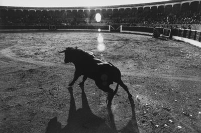 Senza Titolo (corrida)