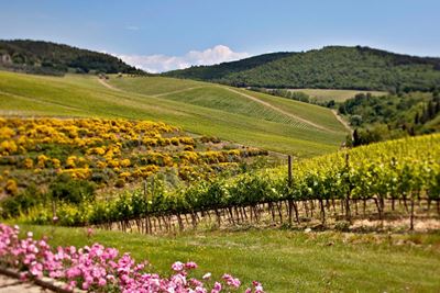 Visita privata alla Tenuta Tignanello con degustazione di vini e pernottamento