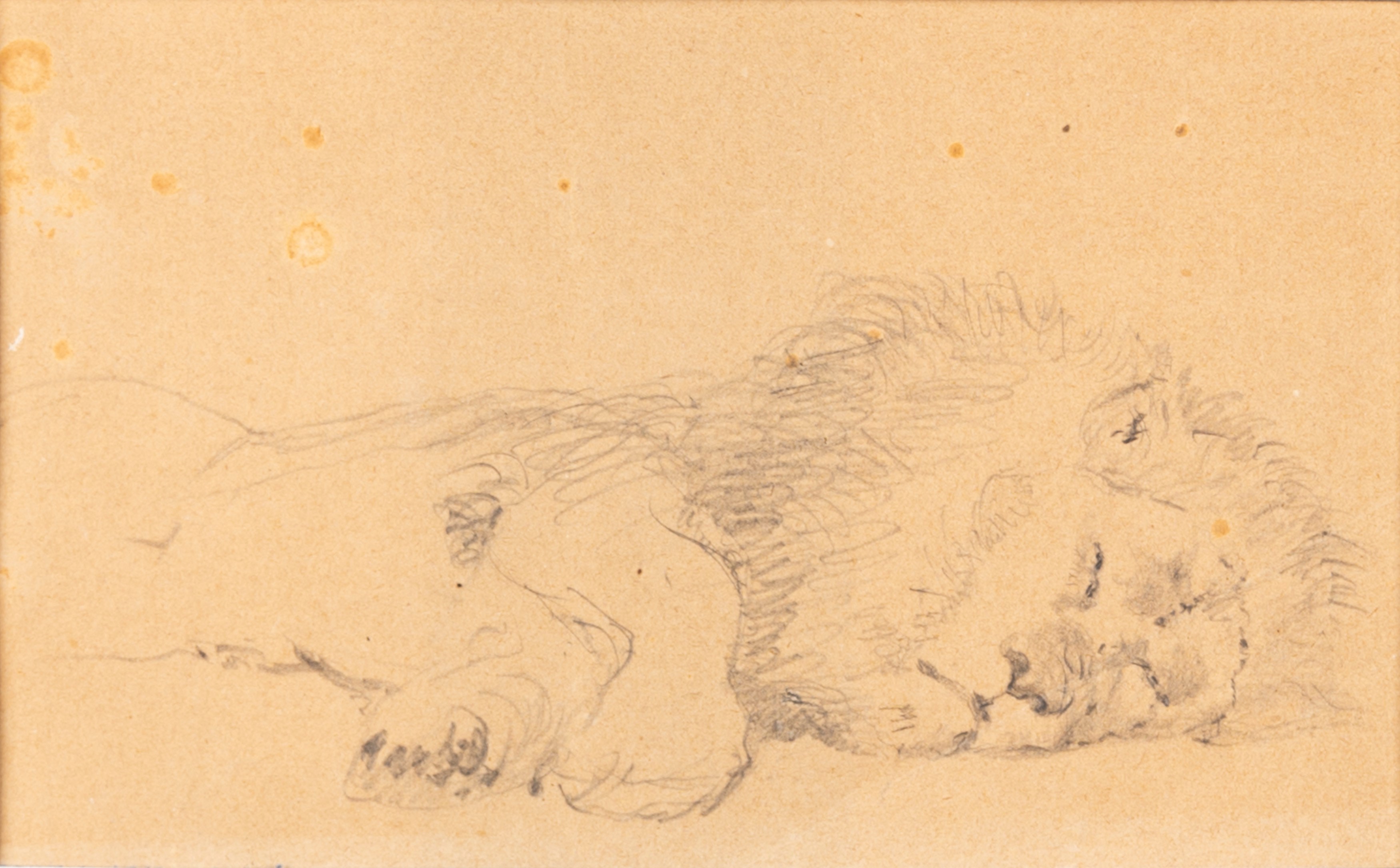 Cesare Biseo - Studi di Leone e Leonessa Dormienti