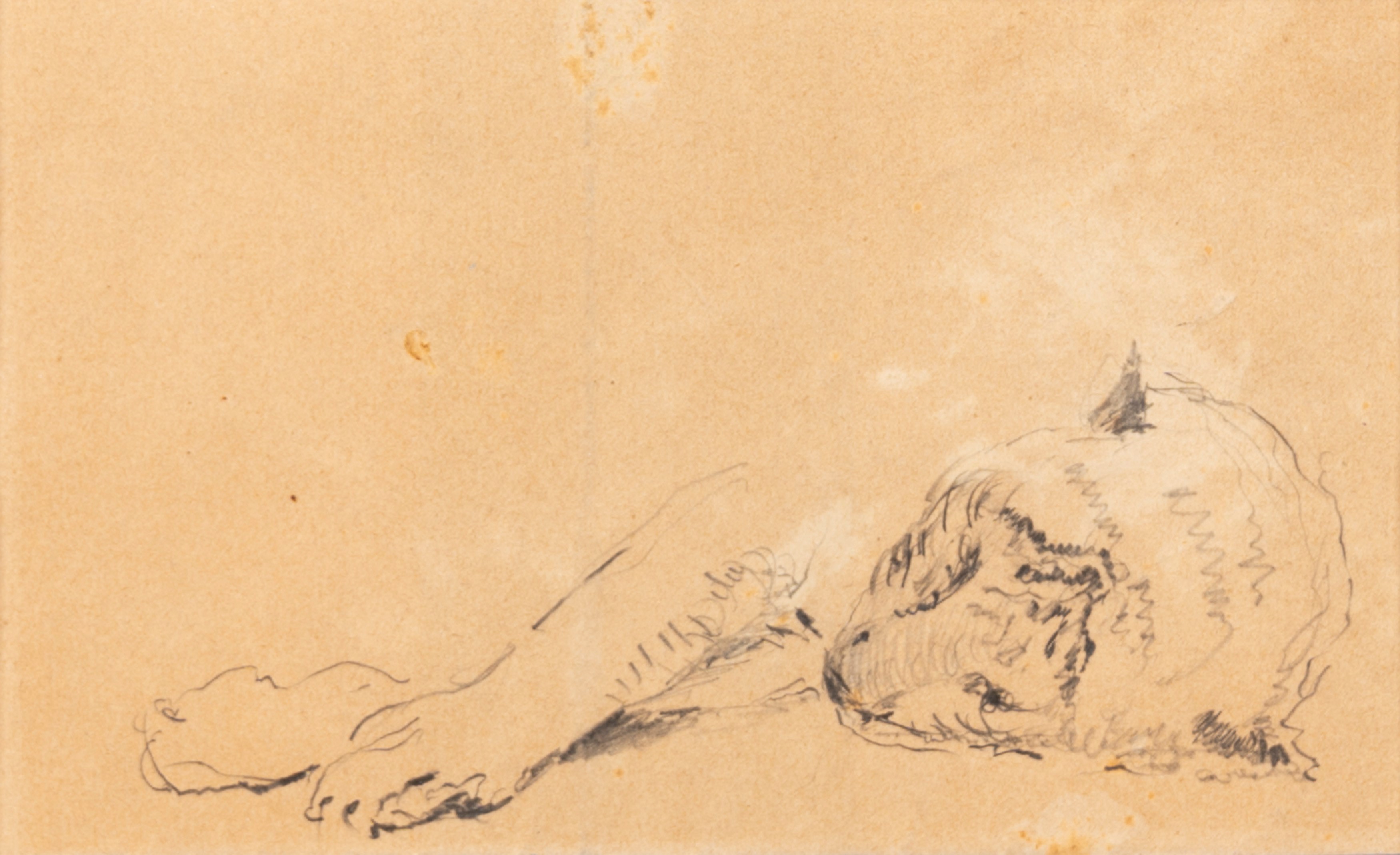 Cesare Biseo - Studi di Leone e Leonessa Dormienti