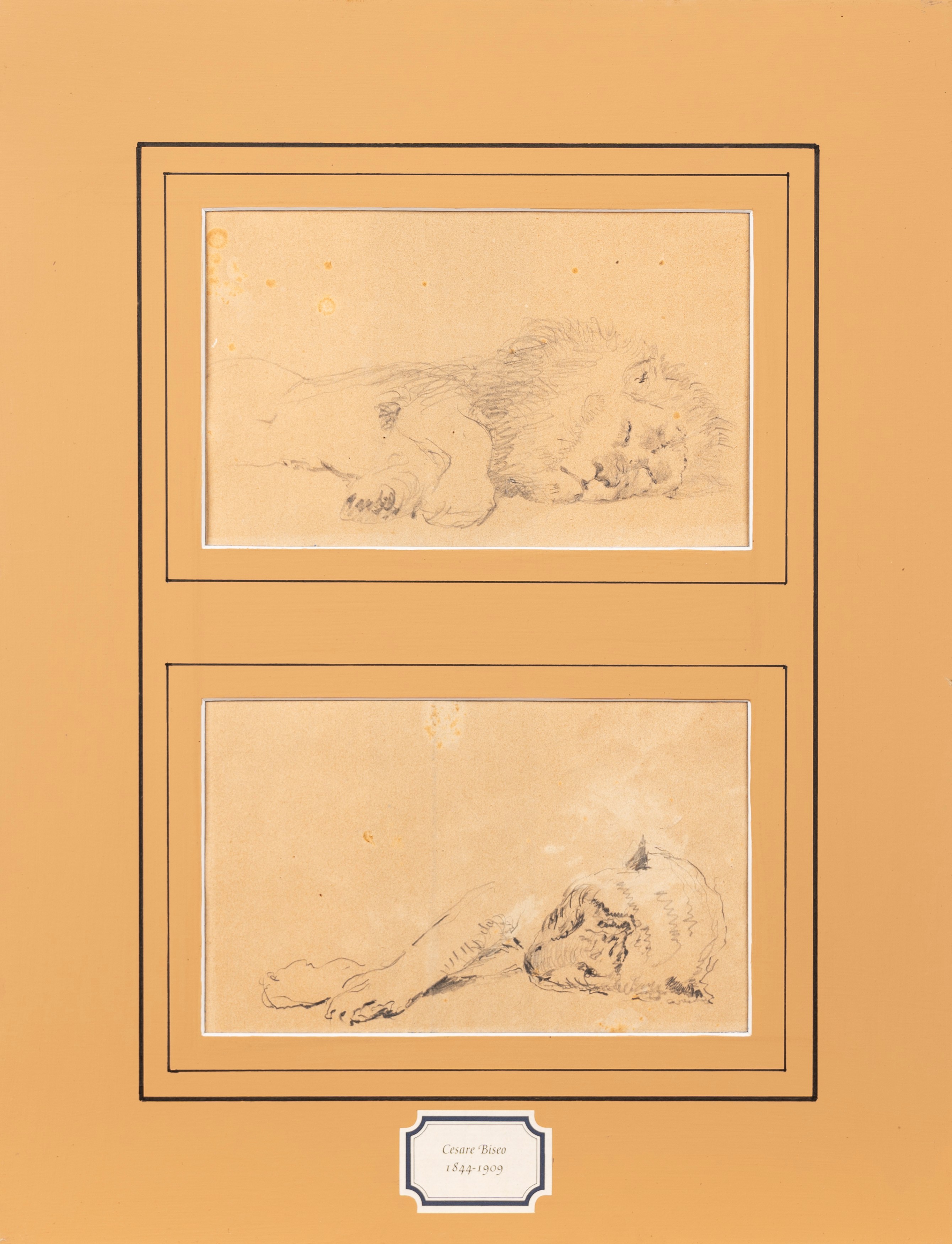 Cesare Biseo - Studi di Leone e Leonessa Dormienti